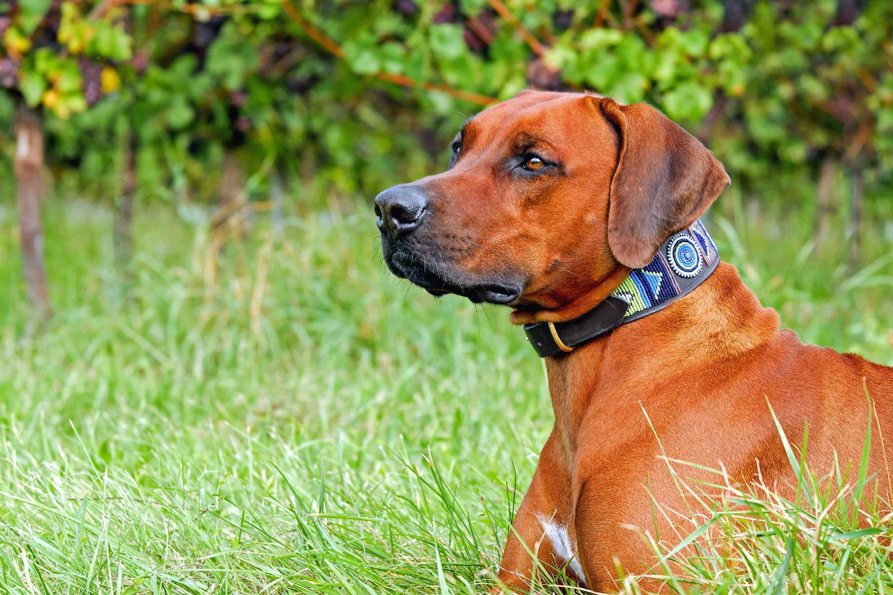 Best Dog Daycare St Louis