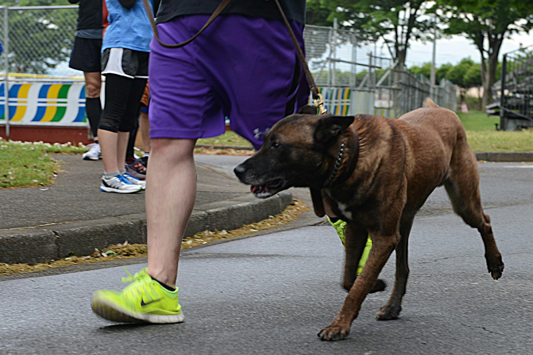 Top Dog Sitters and Boarders in St. Petersburg, FL Wag!