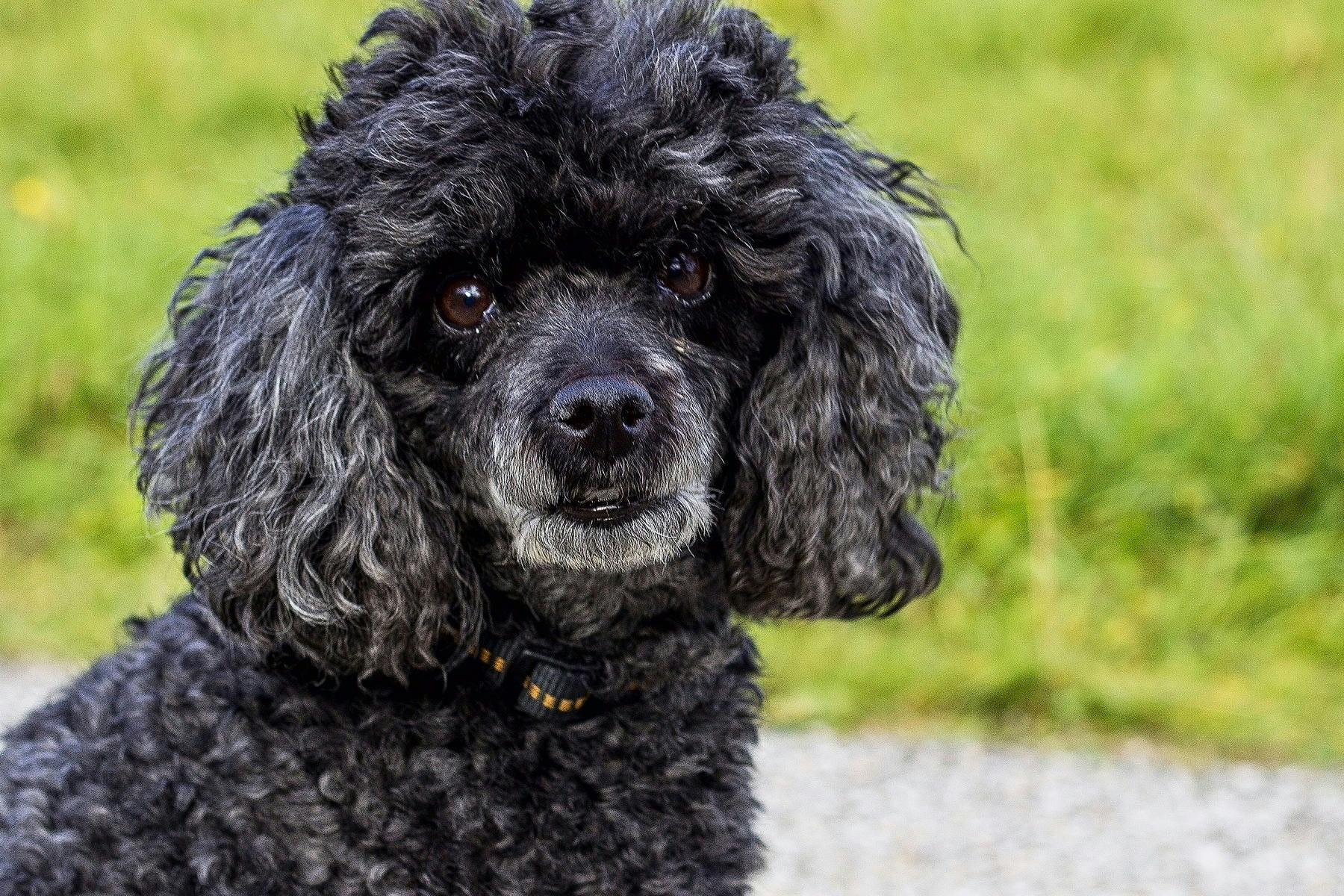 Top Dog Sitters and Boarders in Salt Lake City, UT Wag!