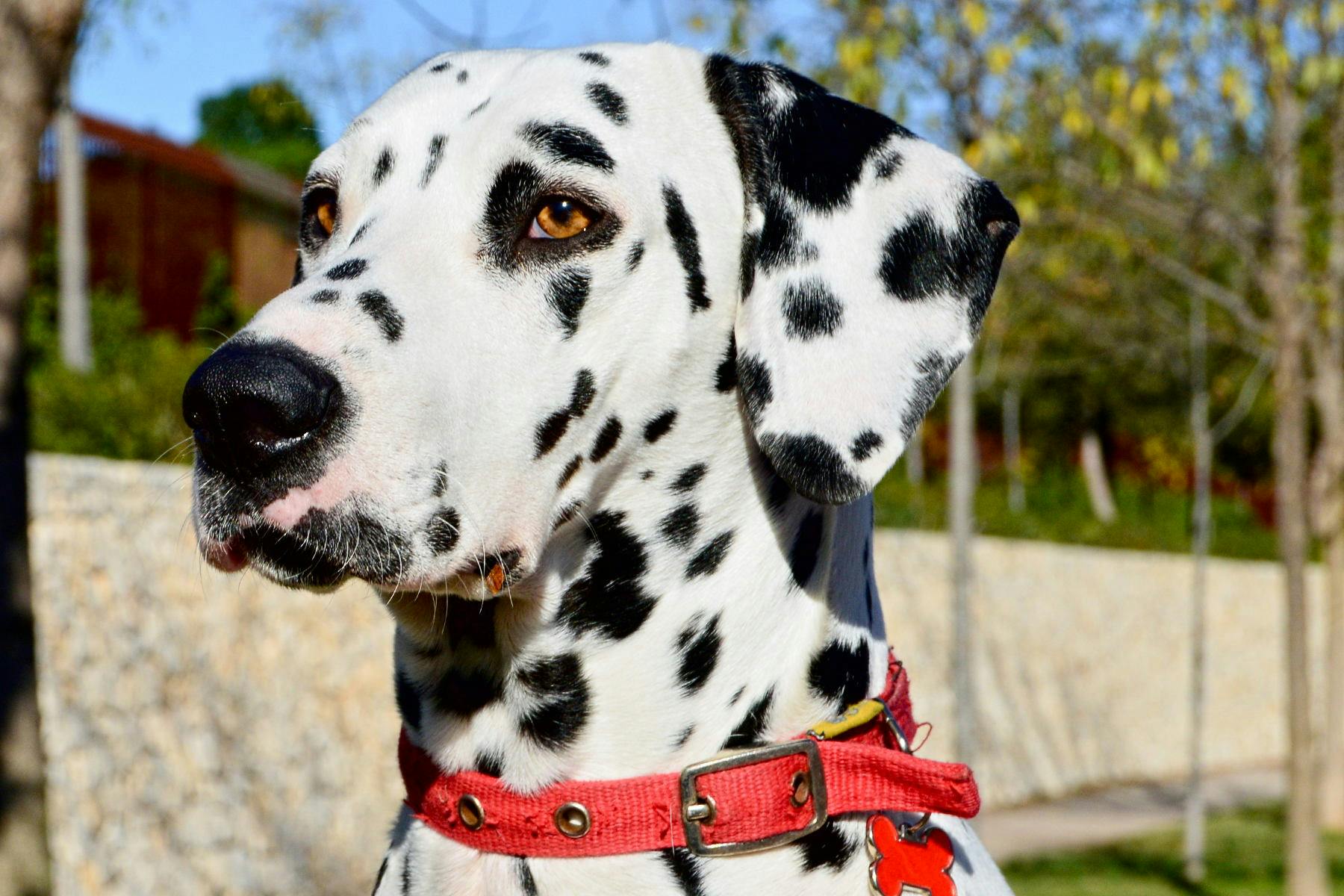 Top Dog Sitters and Boarders in Salt Lake City, UT Wag!