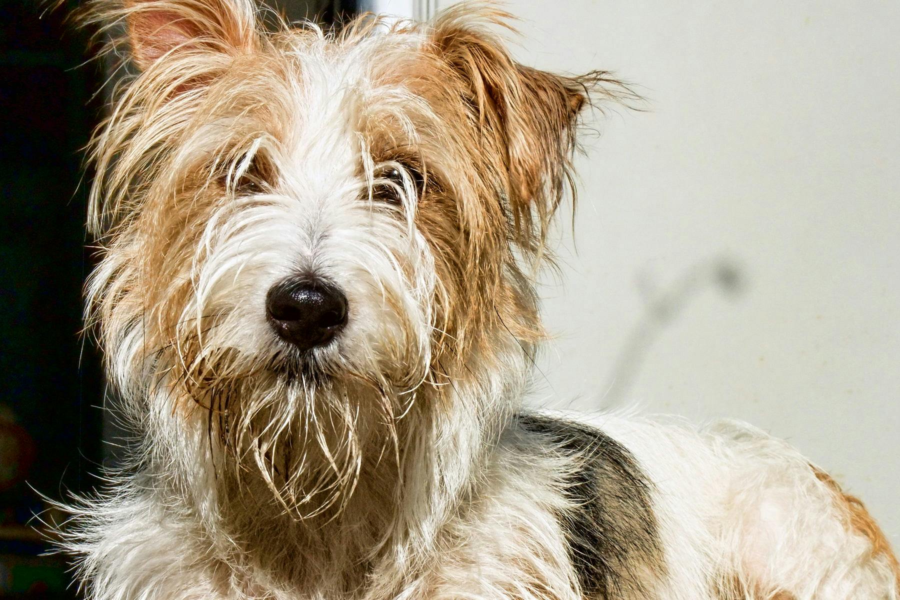 Top Dog Sitters and Boarders in Salt Lake City, UT Wag!