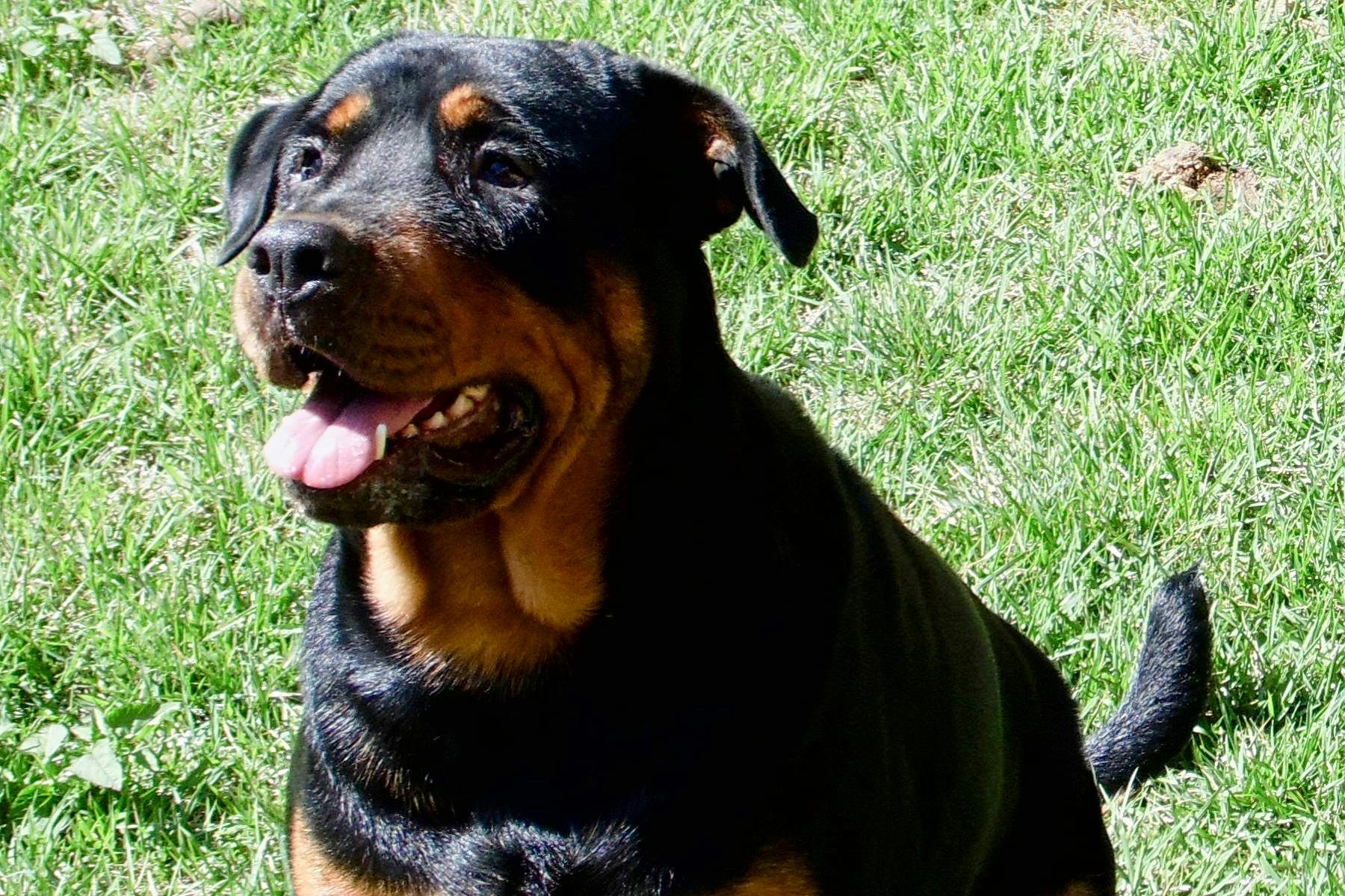 Top Dog Sitters and Boarders in Salt Lake City, UT Wag!