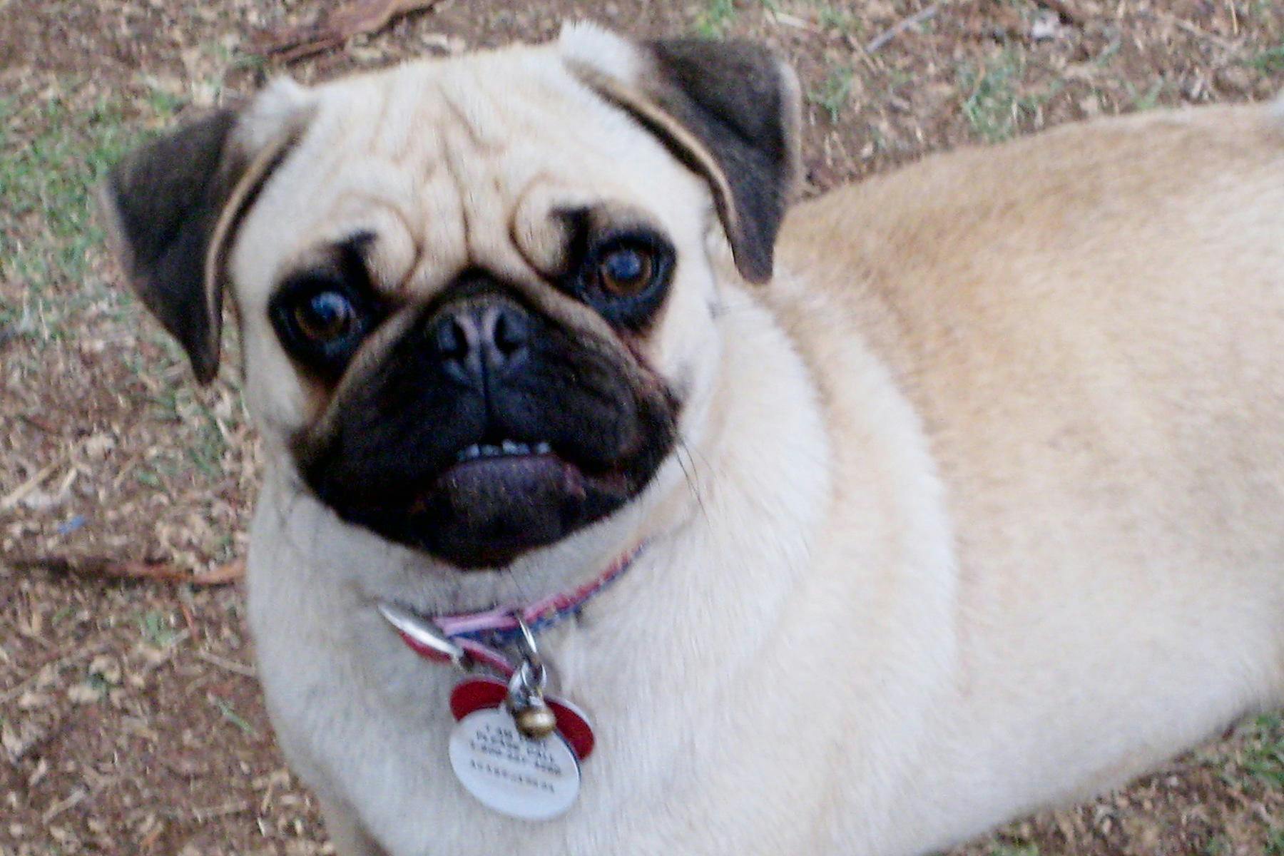 Top Dog Sitters and Boarders in Salt Lake City, UT Wag!