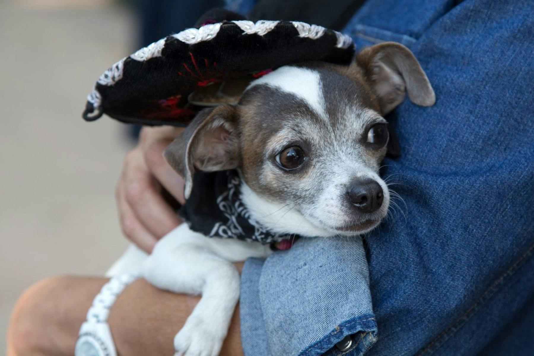 Doggie Street Festival