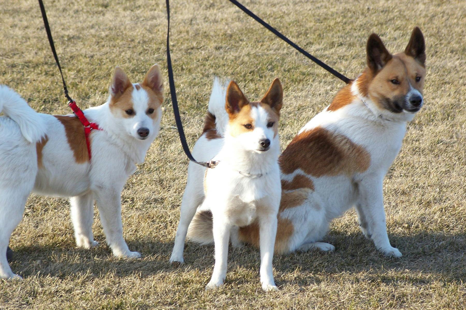 Dashing Doggie Fashion Show