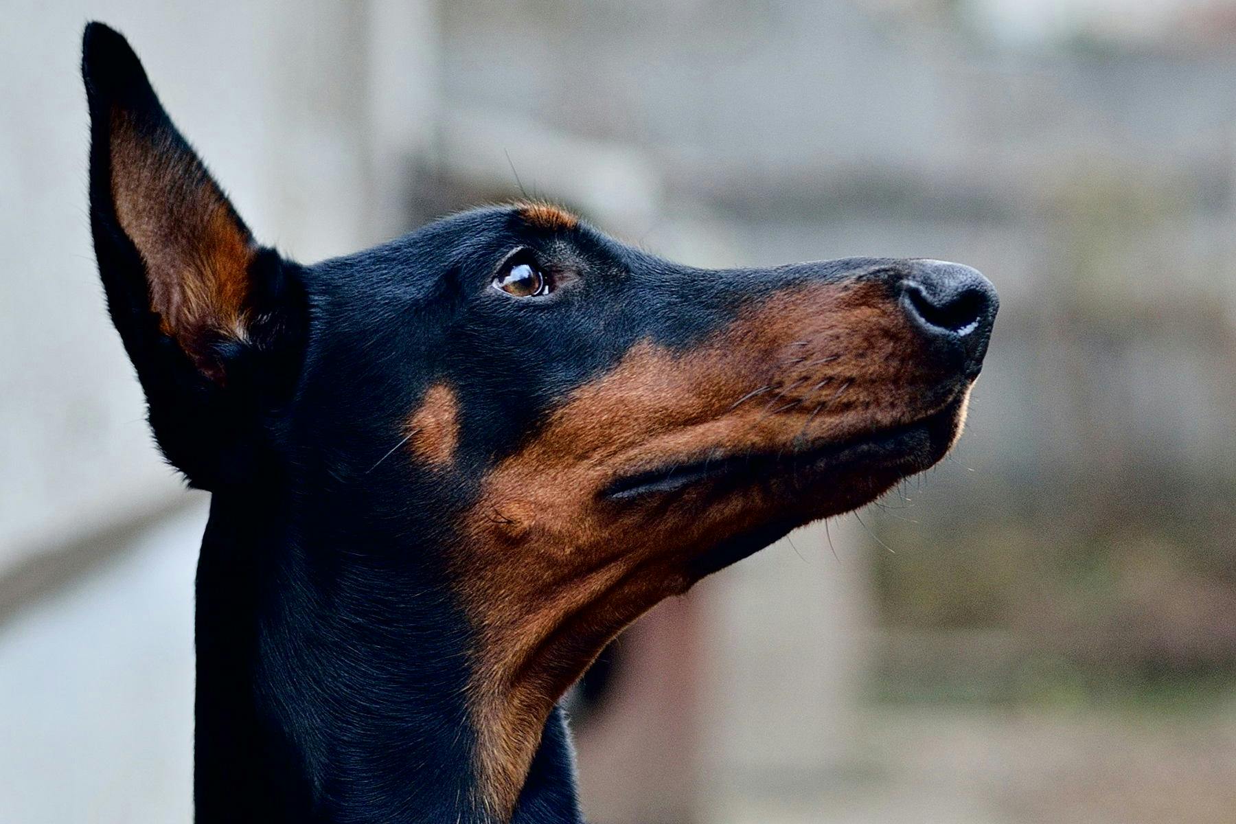 Top Dog Sitters and Boarders in Savannah, GA Wag!