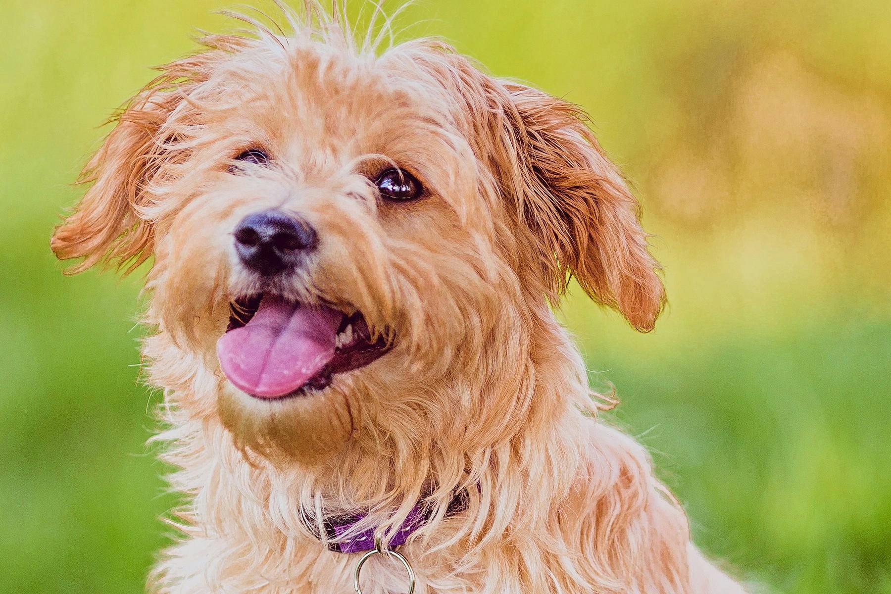 Top Dog Sitters and Boarders in Savannah, GA Wag!