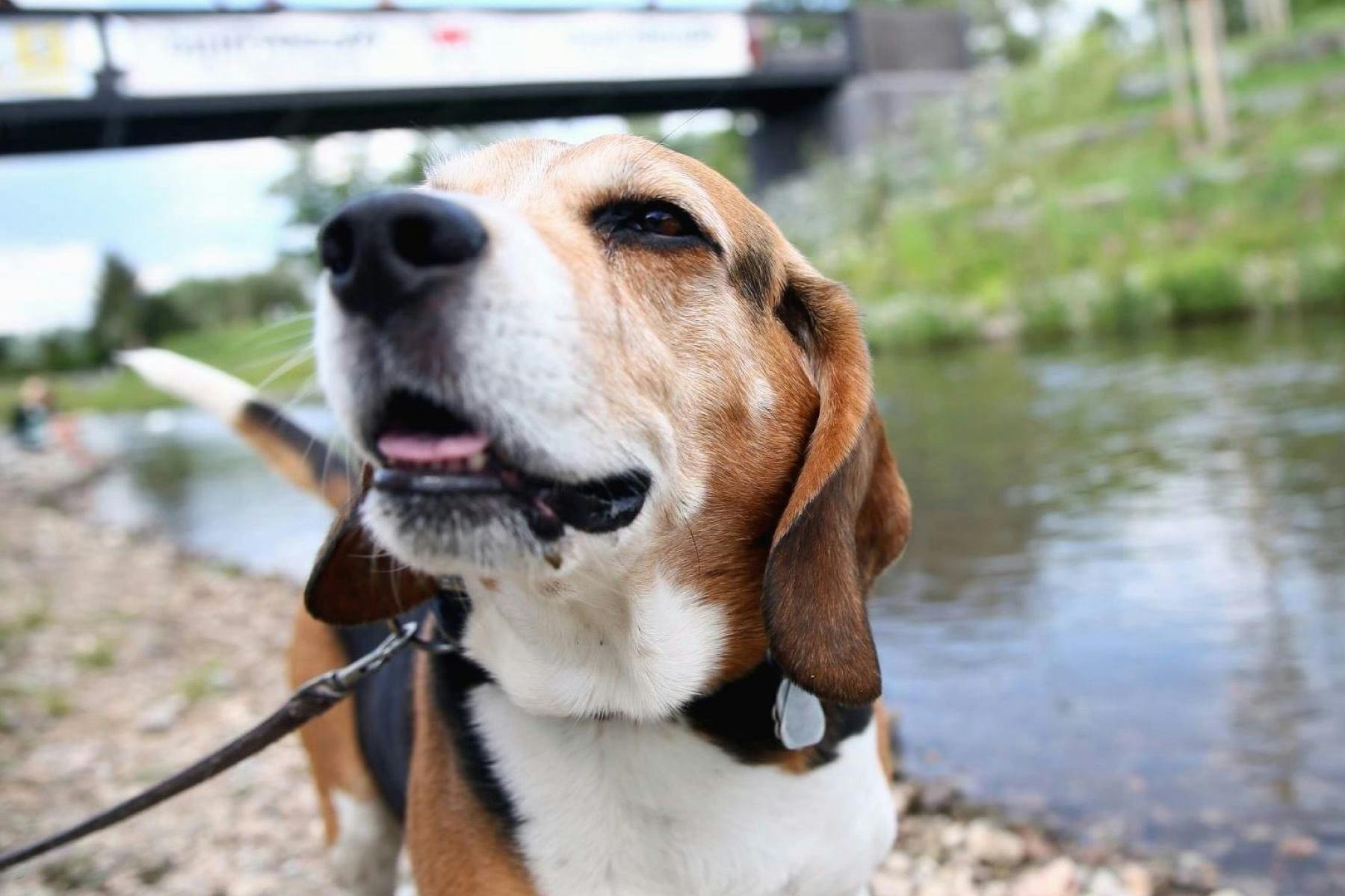 Top Dog Sitters and Boarders in Scottsdale, AZ Wag!