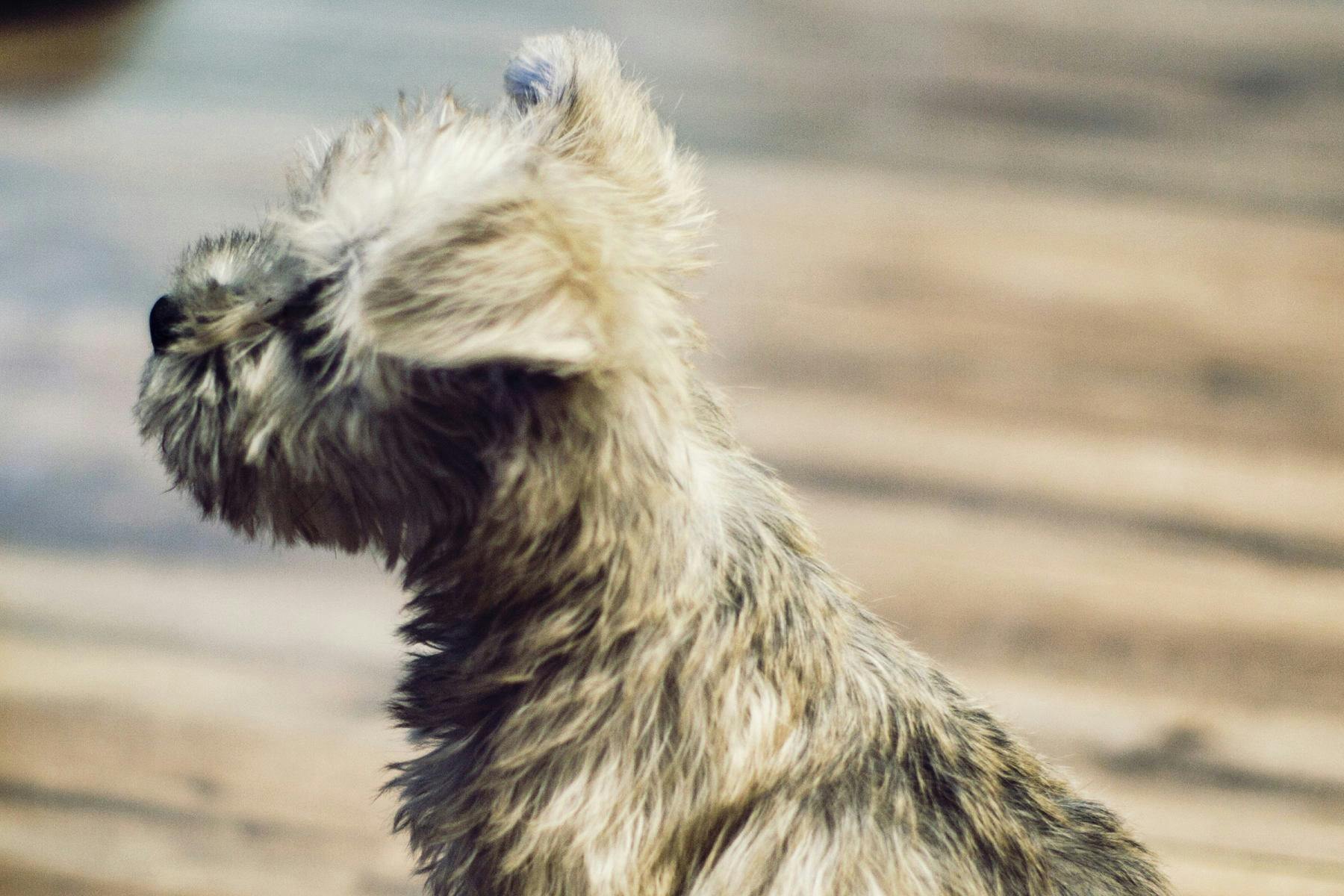 Top Dog Sitters and Boarders in Scottsdale, AZ Wag!