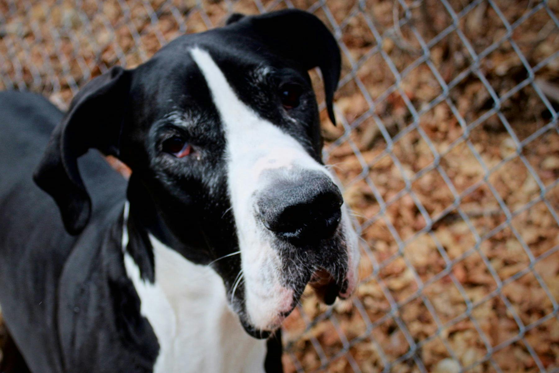 Top Dog Sitters and Boarders in Seattle, WA Wag!