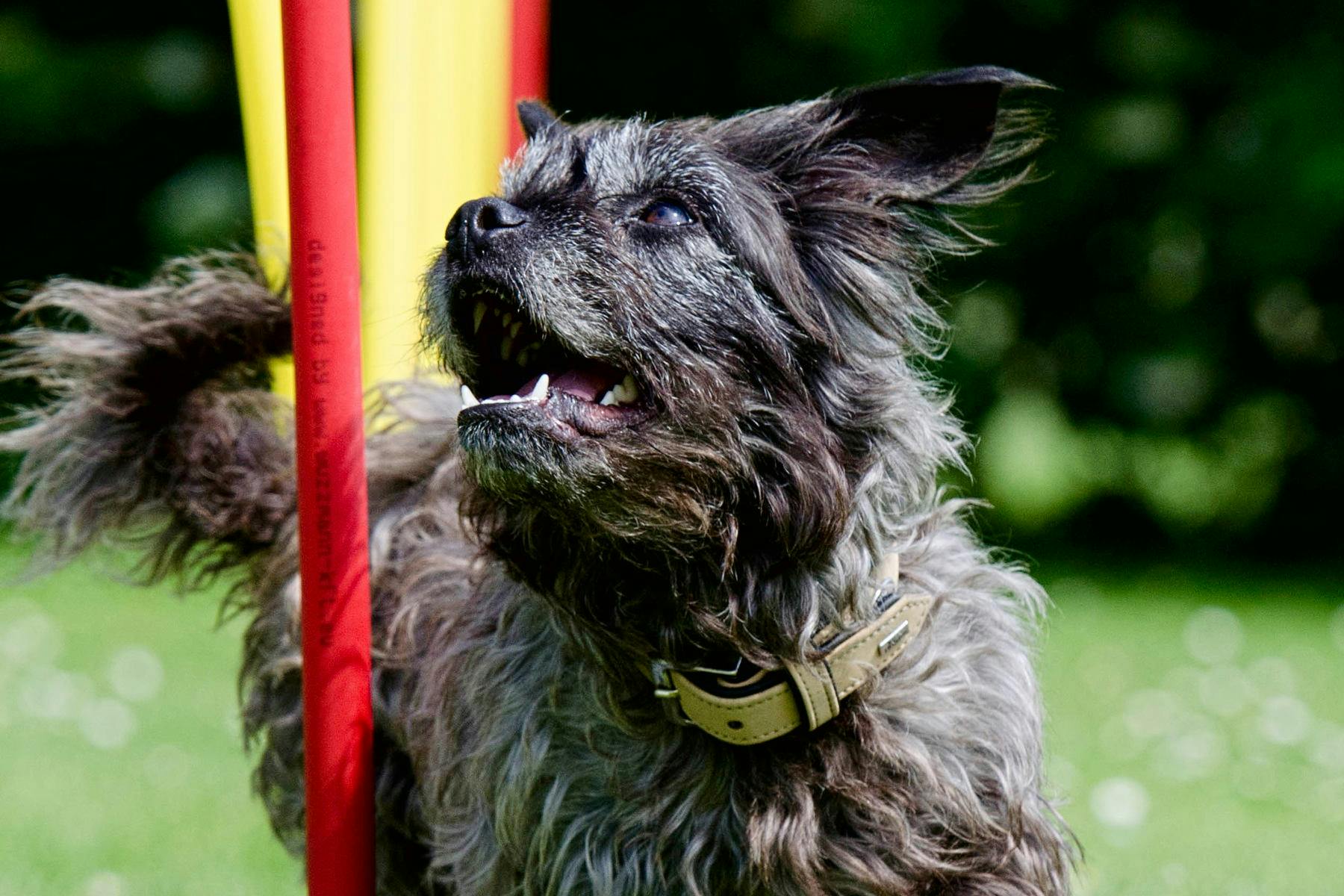 Top Dog Sitters and Boarders in Seattle, WA Wag!