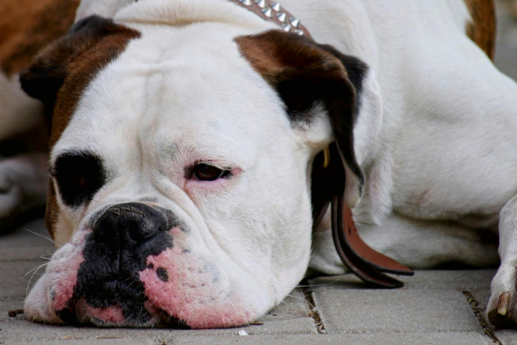 Top Dog Sitters and Boarders in Seattle, WA Wag!