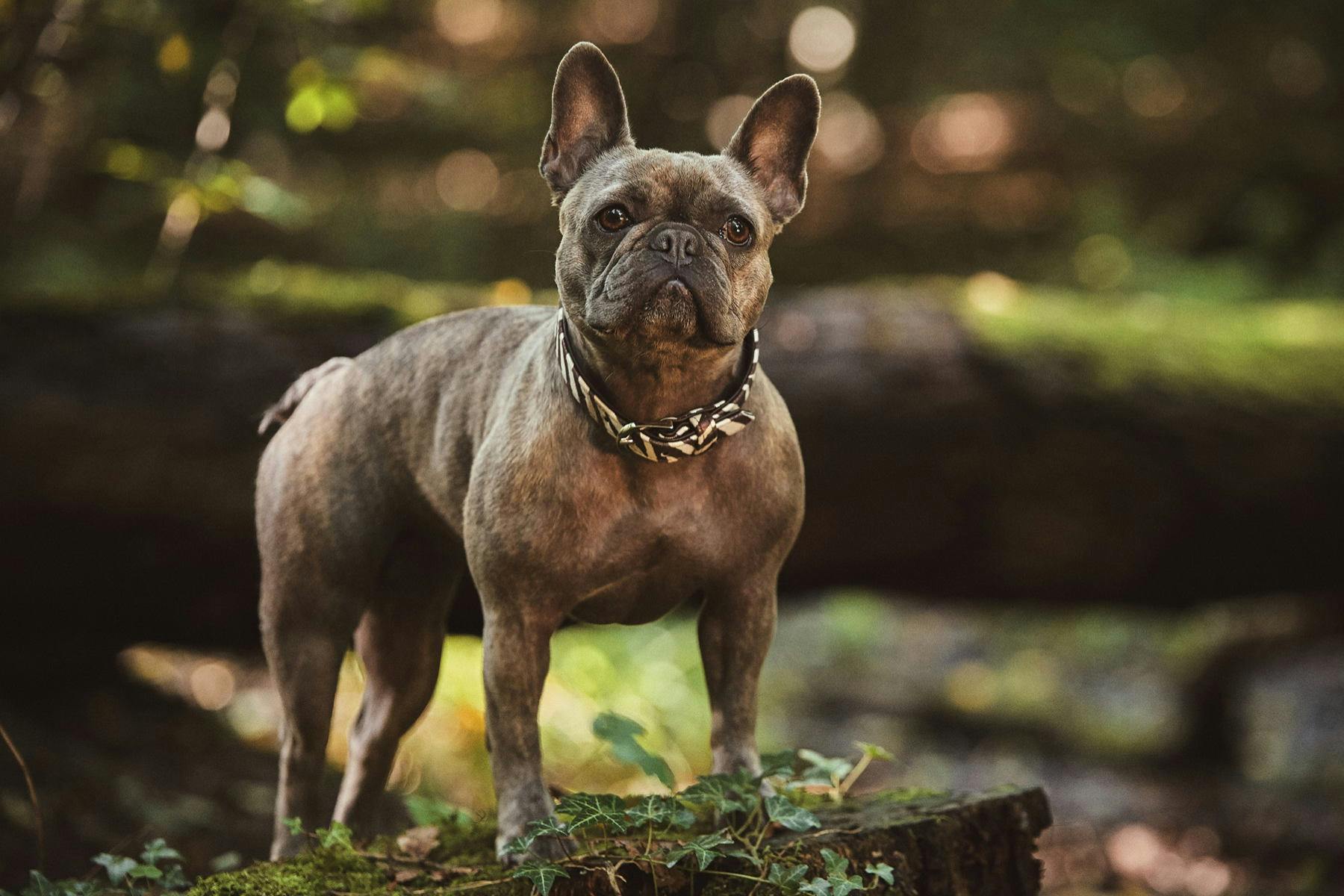 Top Dog Sitters and Boarders in Spokane, WA Wag!