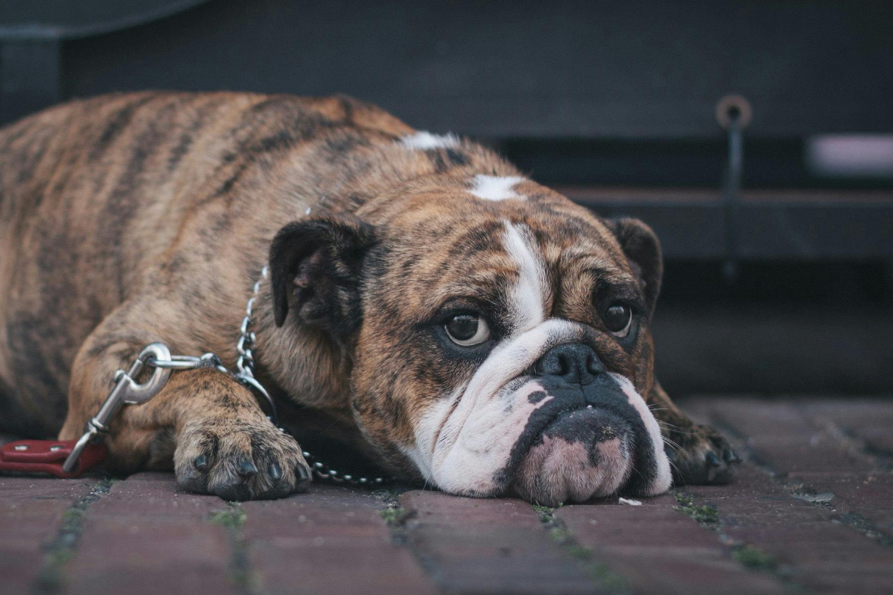 Top Dog Sitters and Boarders in Spokane, WA Wag!