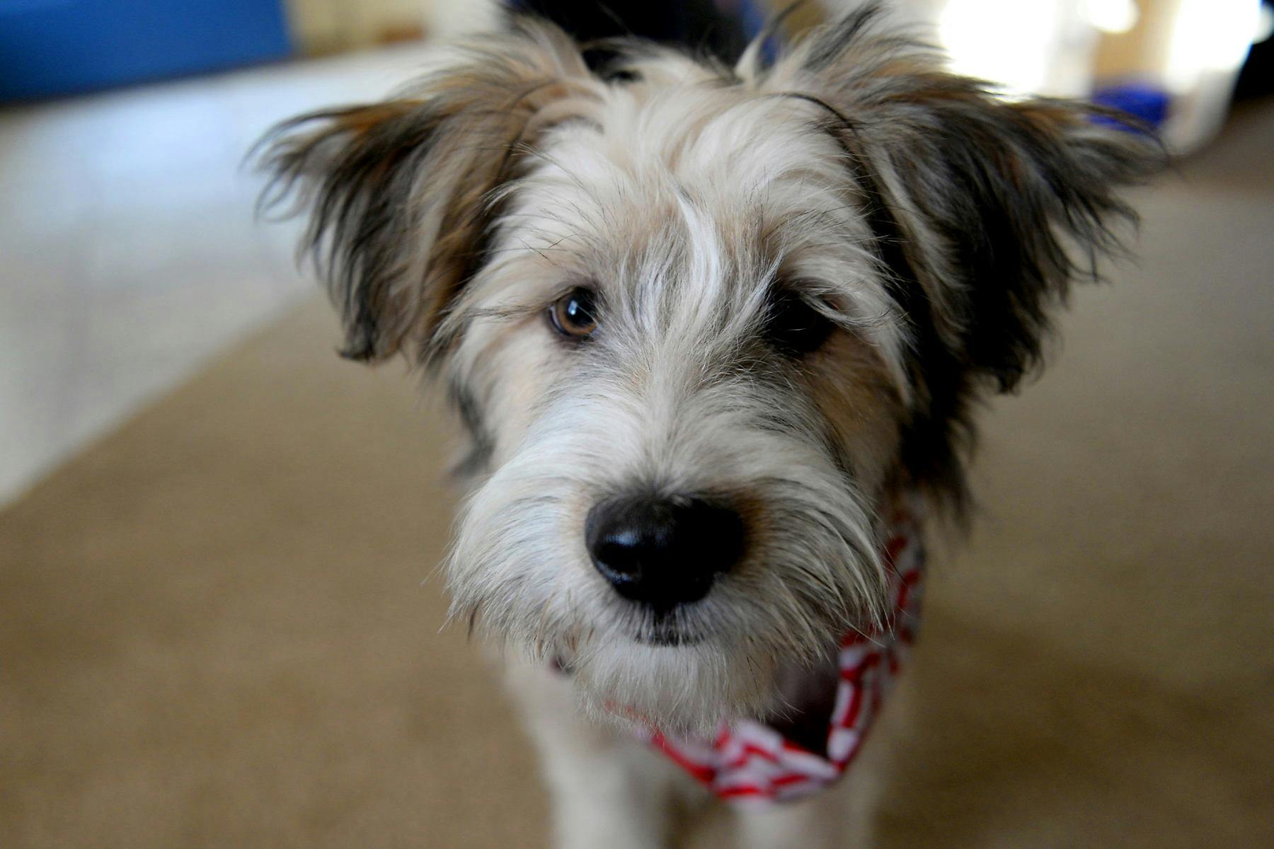 Top Dog Sitters and Boarders in Spokane, WA Wag!