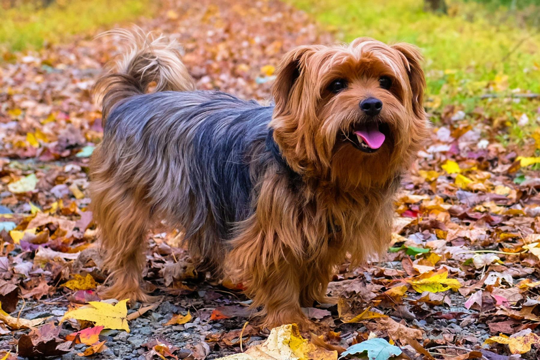 Top Dog Sitters and Boarders in Spokane, WA Wag!