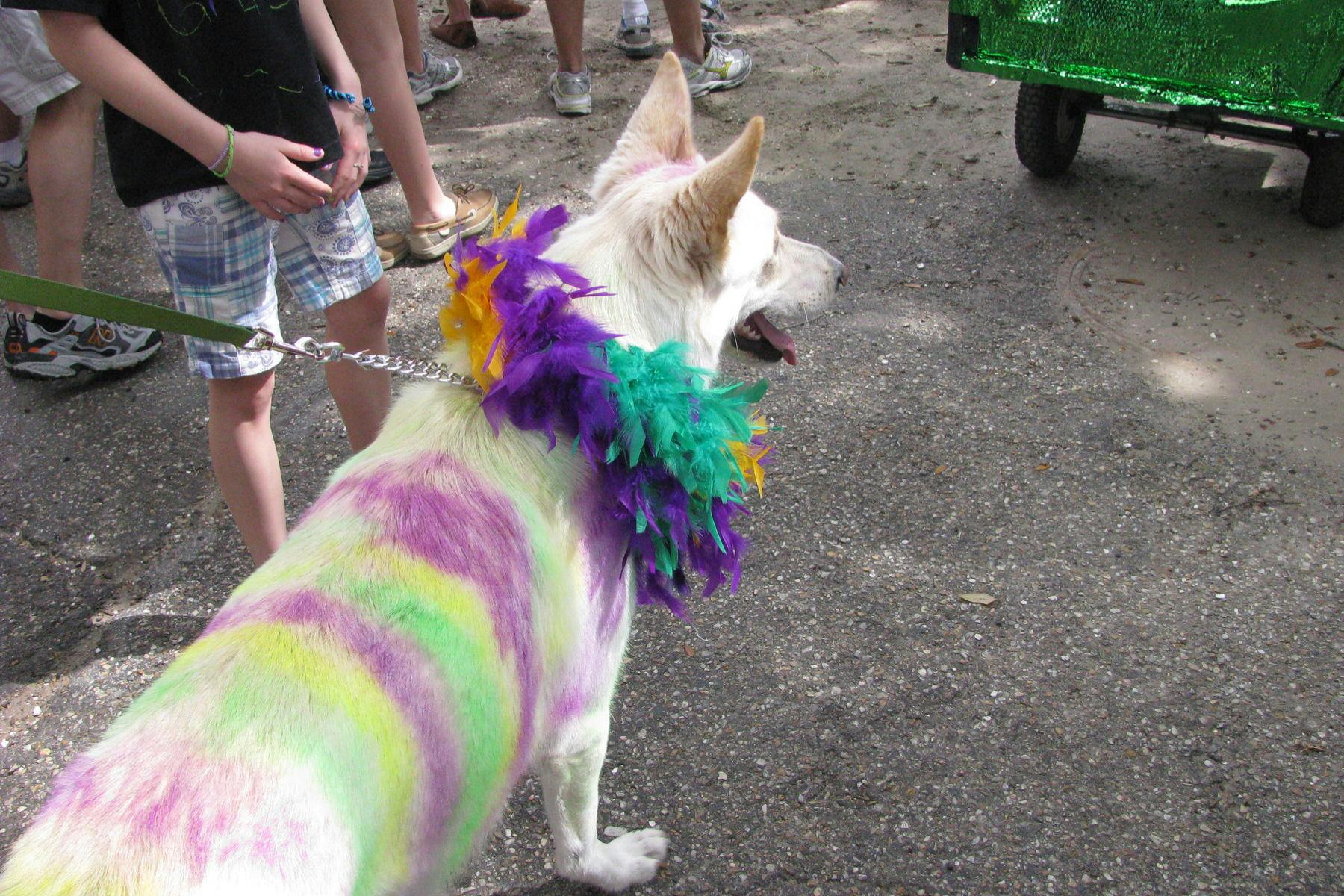 Top Dog Sitters and Boarders in Spokane, WA Wag!