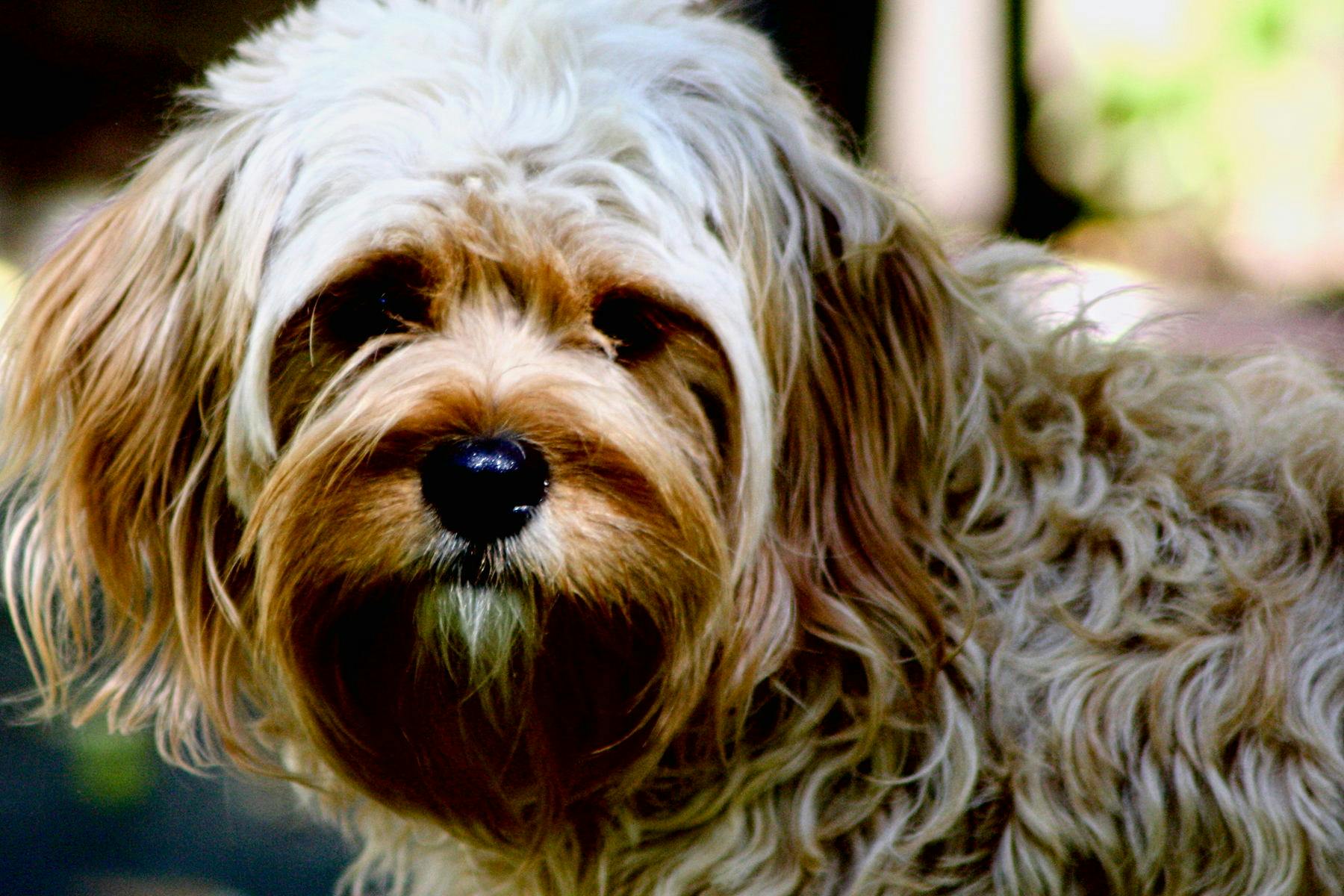 Top Dog Sitters and Boarders in Tucson, AZ Wag!