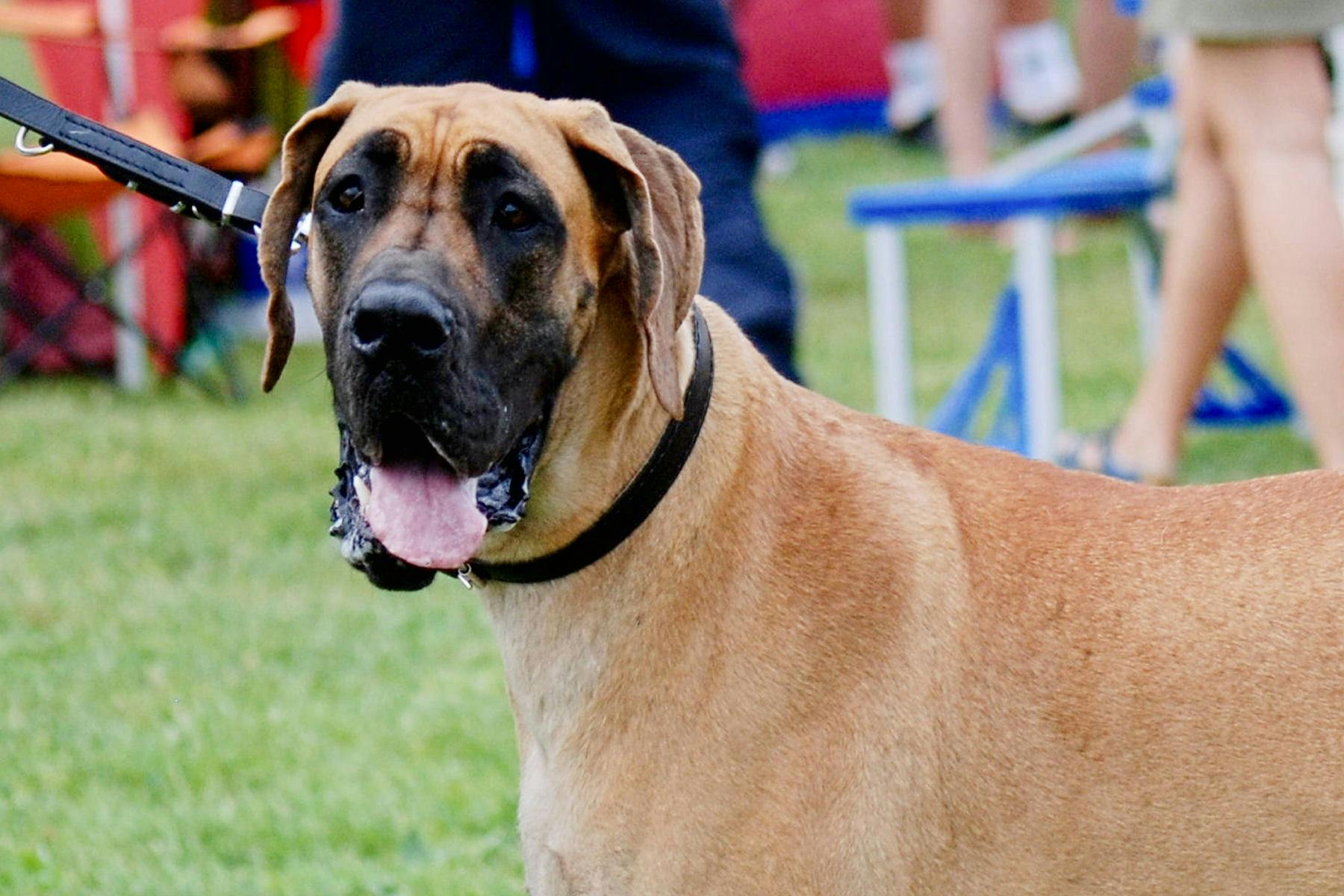 Top Dog Sitters and Boarders in Tucson, AZ Wag!