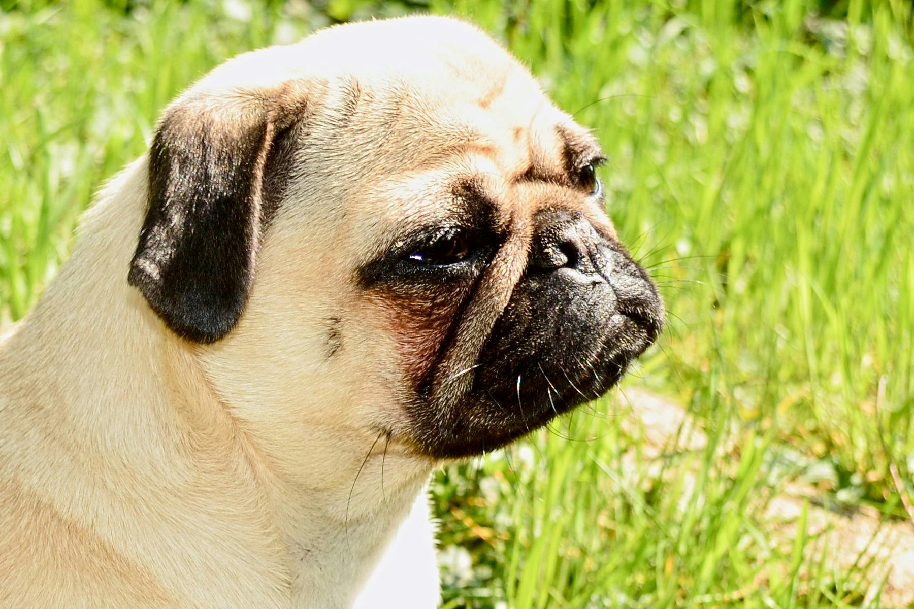 Top Dog Sitters and Boarders in Tucson, AZ Wag!