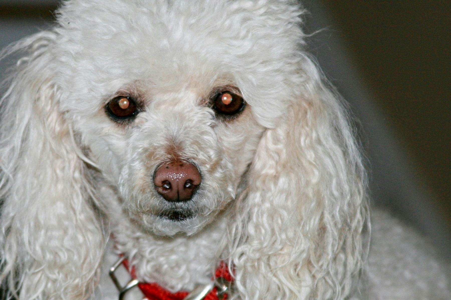 Top Dog Sitters and Boarders in Tulsa, OK Wag!