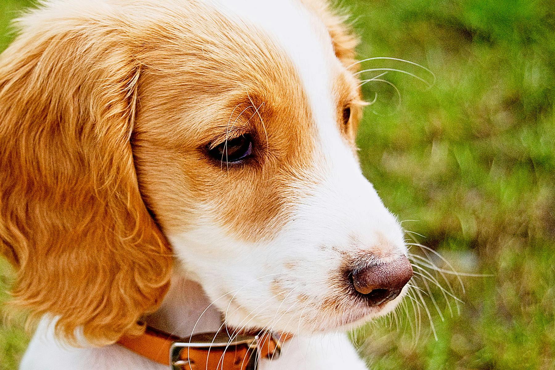 Top Dog Sitters and Boarders in Washington, DC Wag!