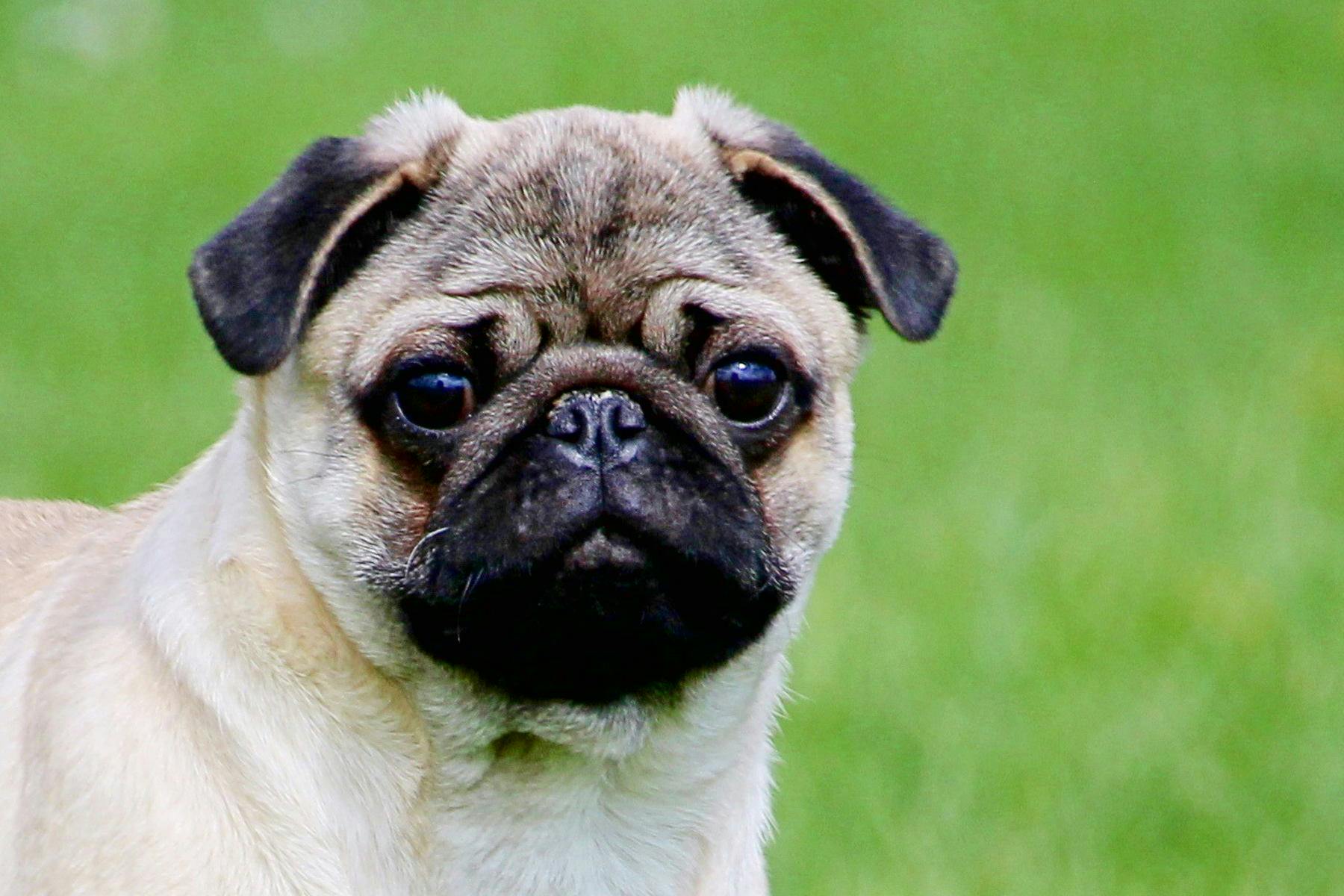 Top Dog Sitters and Boarders in Wichita, KS Wag!