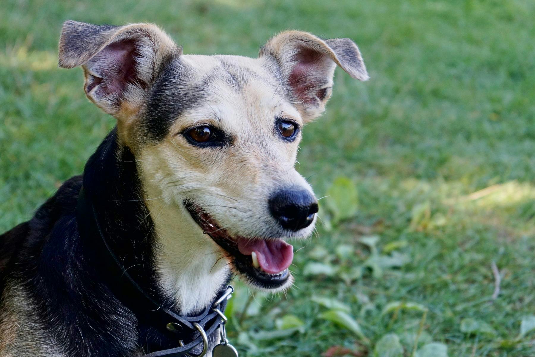 Top Dog Sitters and Boarders in Wichita, KS Wag!