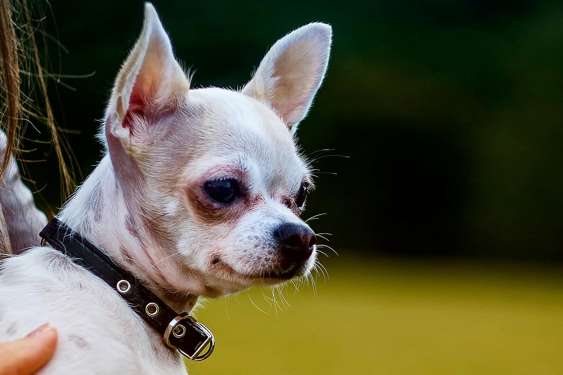 Top Dog Sitters and Boarders in Wichita, KS Wag!