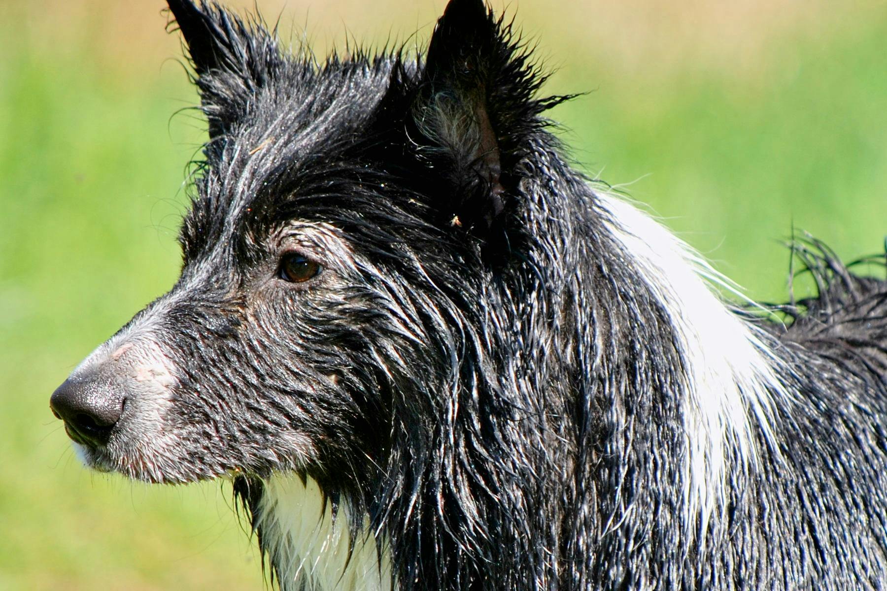 Top Dog Sitters and Boarders in Wichita, KS Wag!