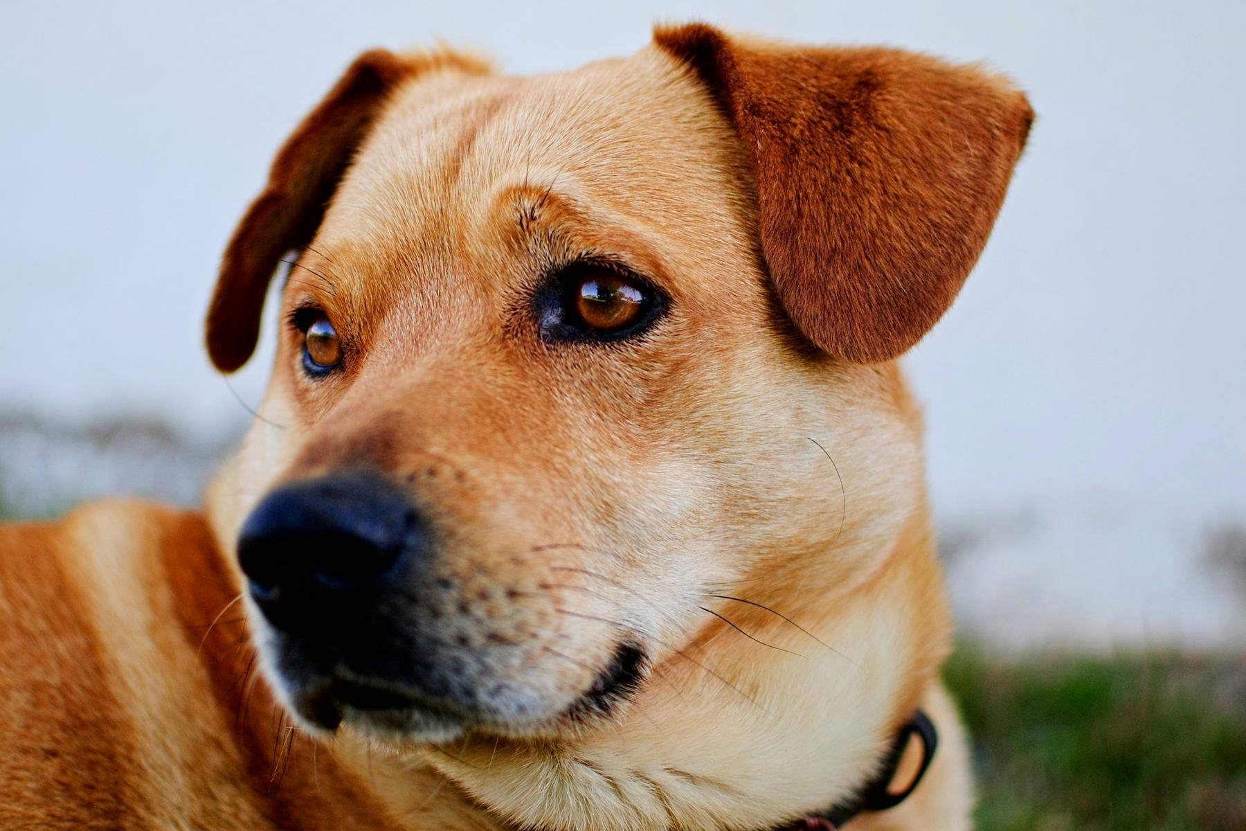 Top Dog Sitters and Boarders in Wichita, KS Wag!