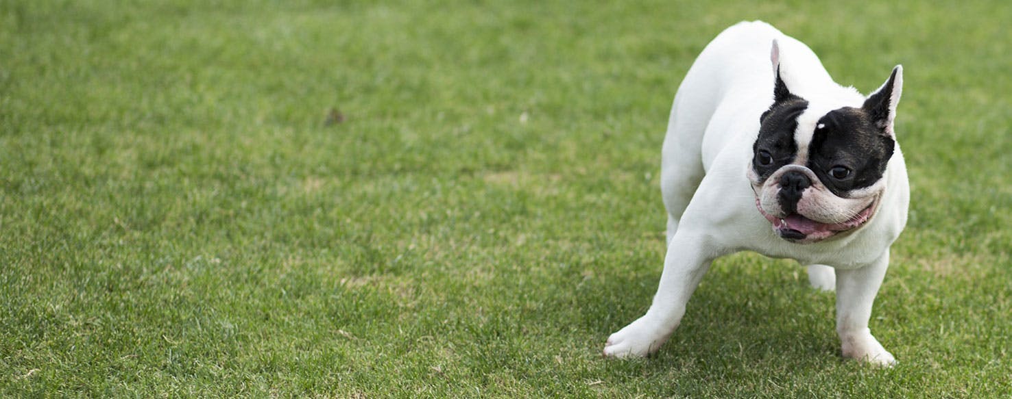 why do bulldogs have flat noses