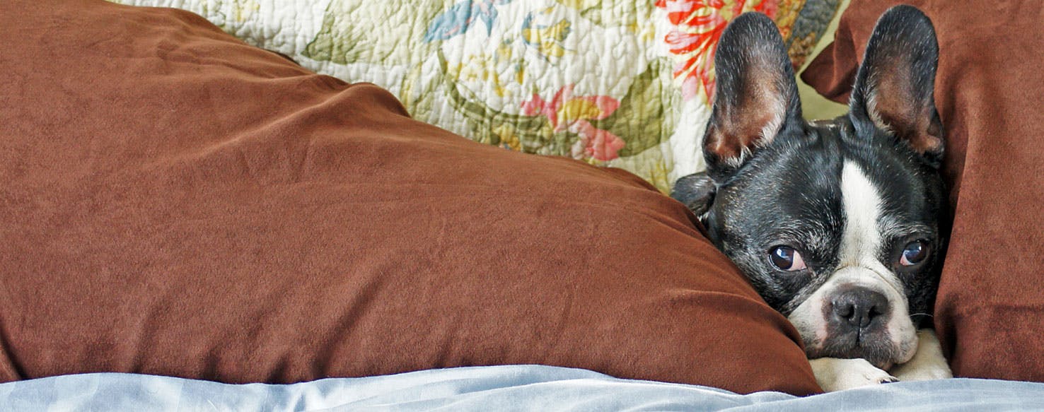 why does my boston terrier like to sleep under the covers? 2