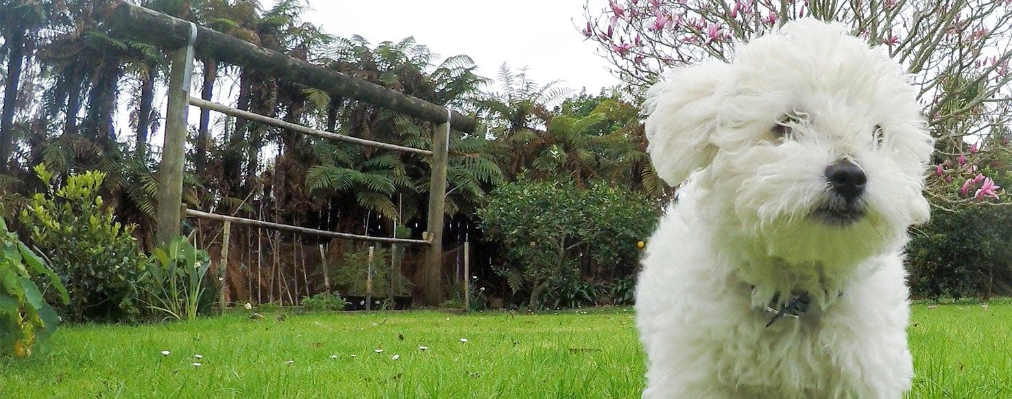 Why Do Bichon Frises Smell?