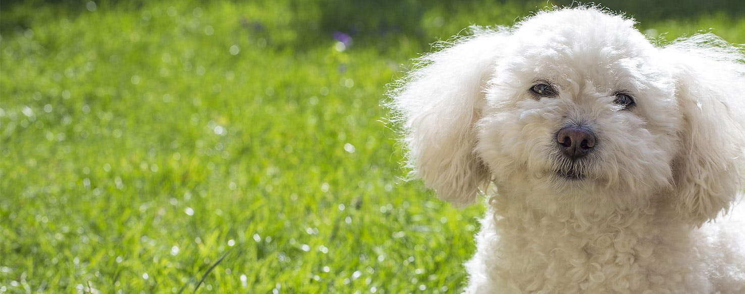 Dog ravenously hot sale eating grass