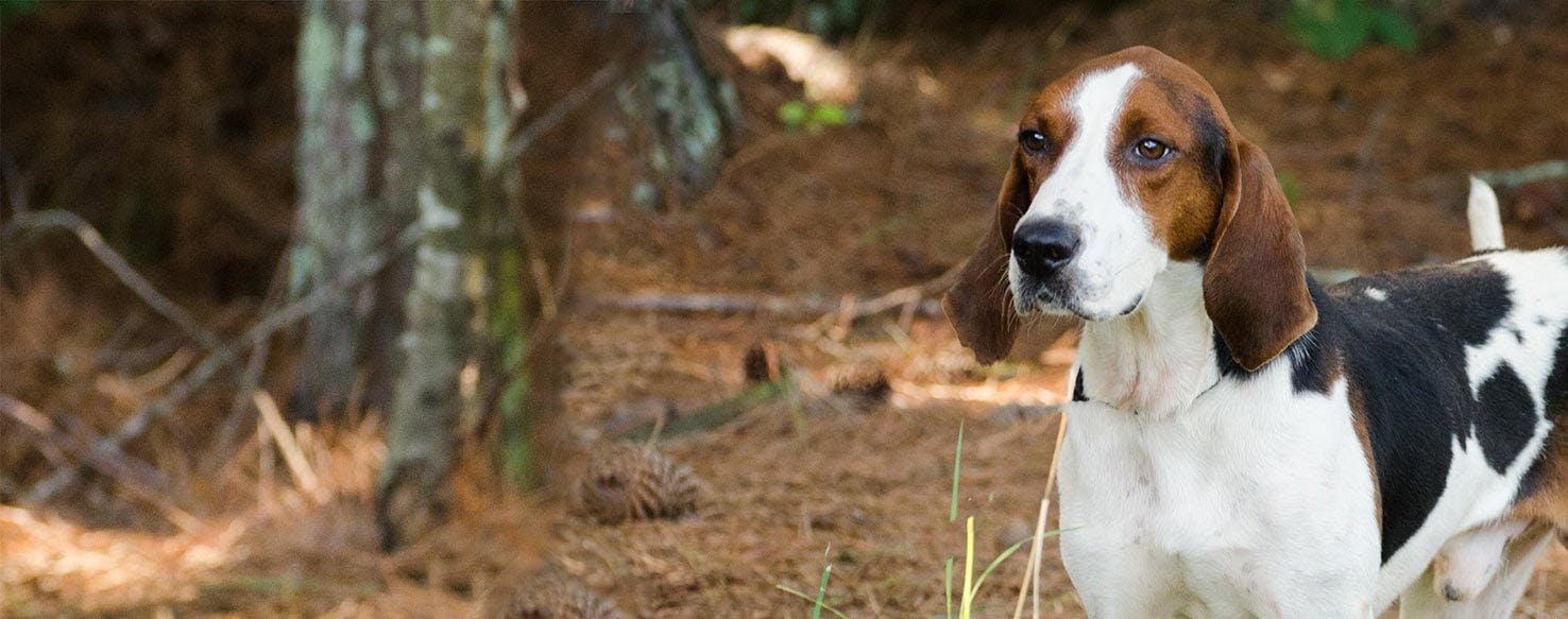 are american english coonhounds good pets