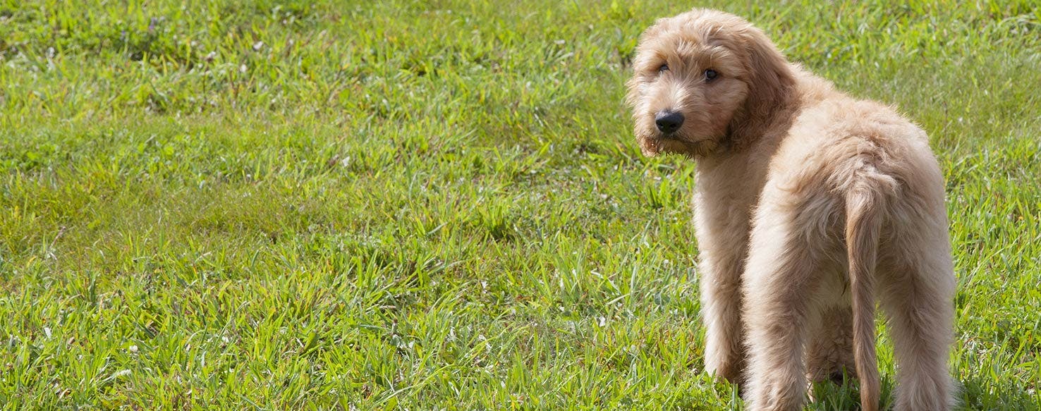 Why Do Goldendoodles Stink