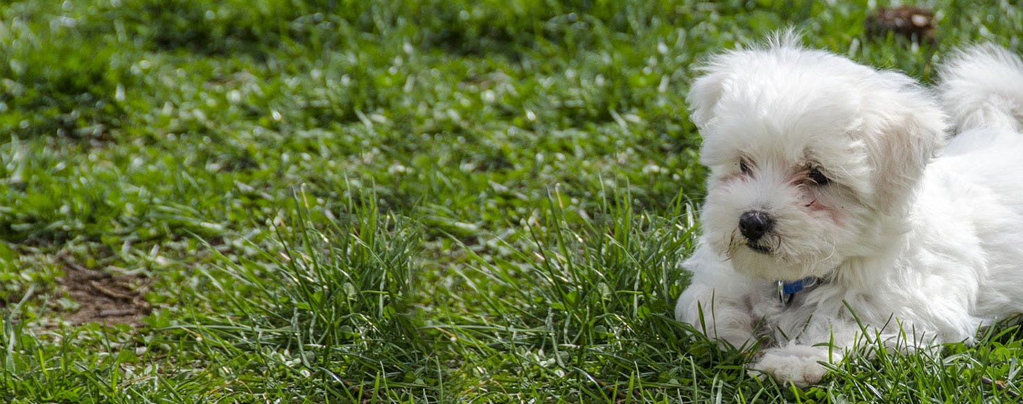 Why Do Maltese Dogs Eat Grass