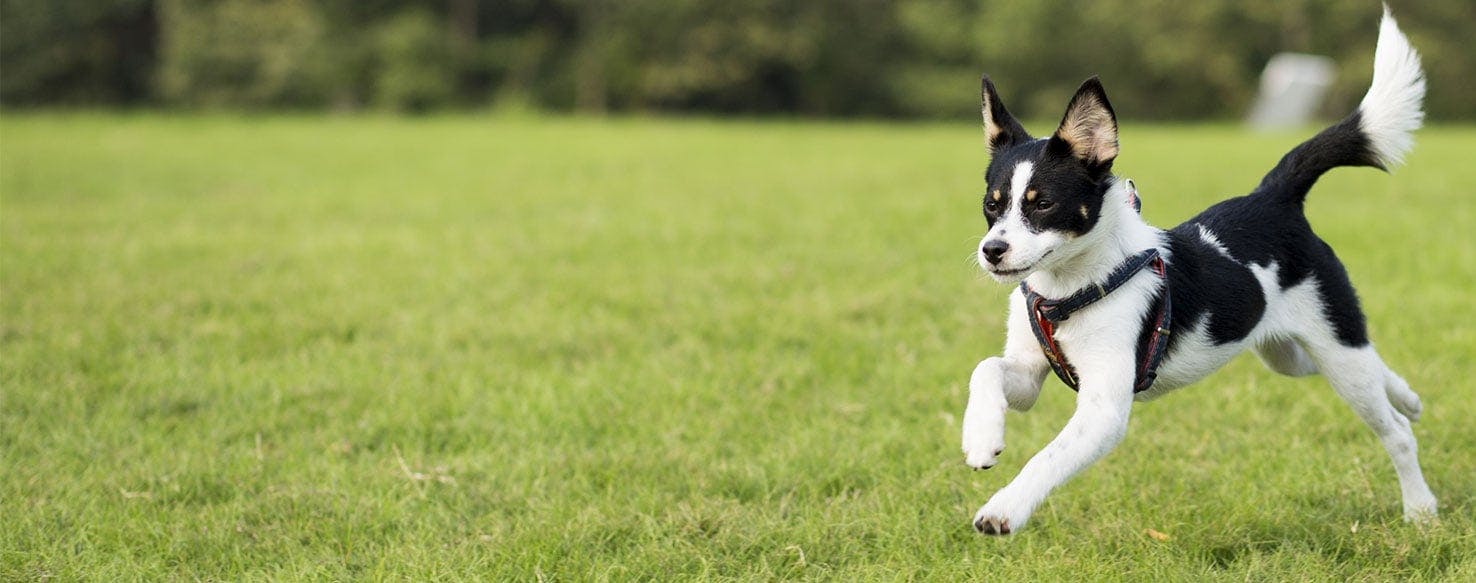 My discount border collie