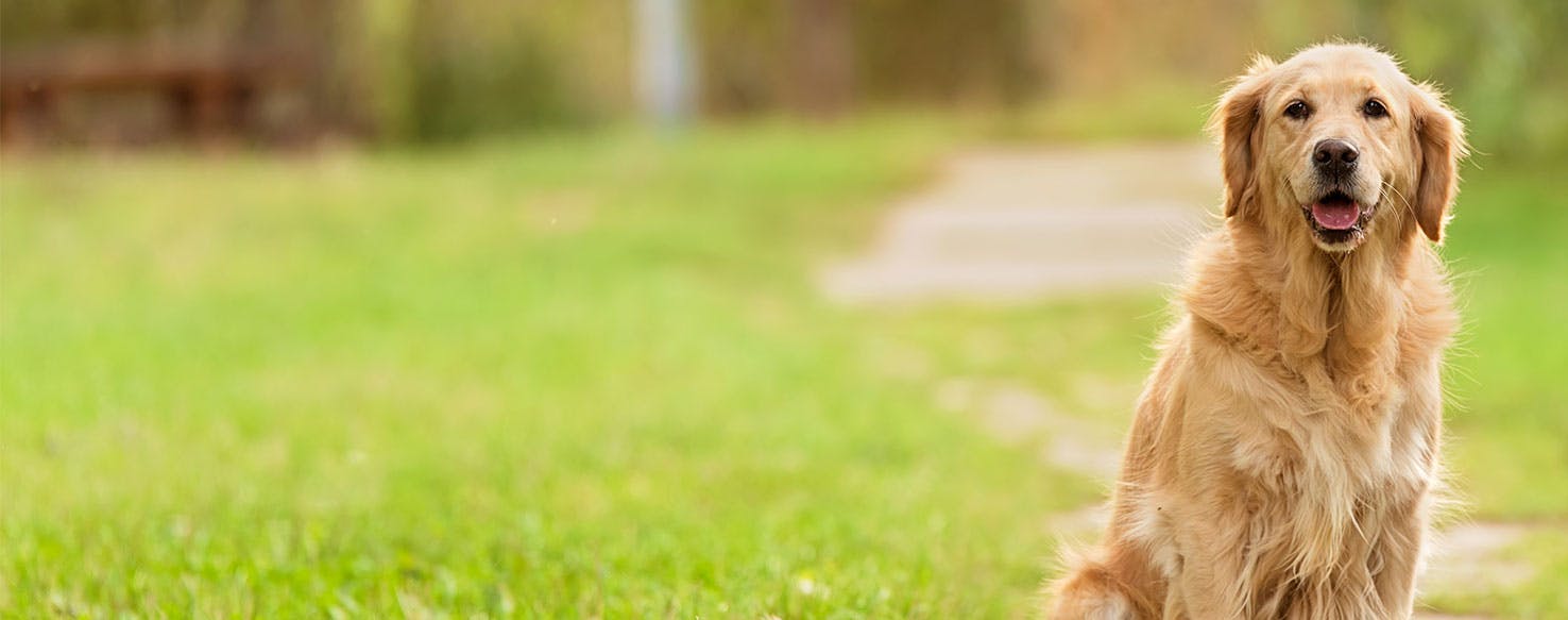 Why Do Golden Retrievers Lean On You