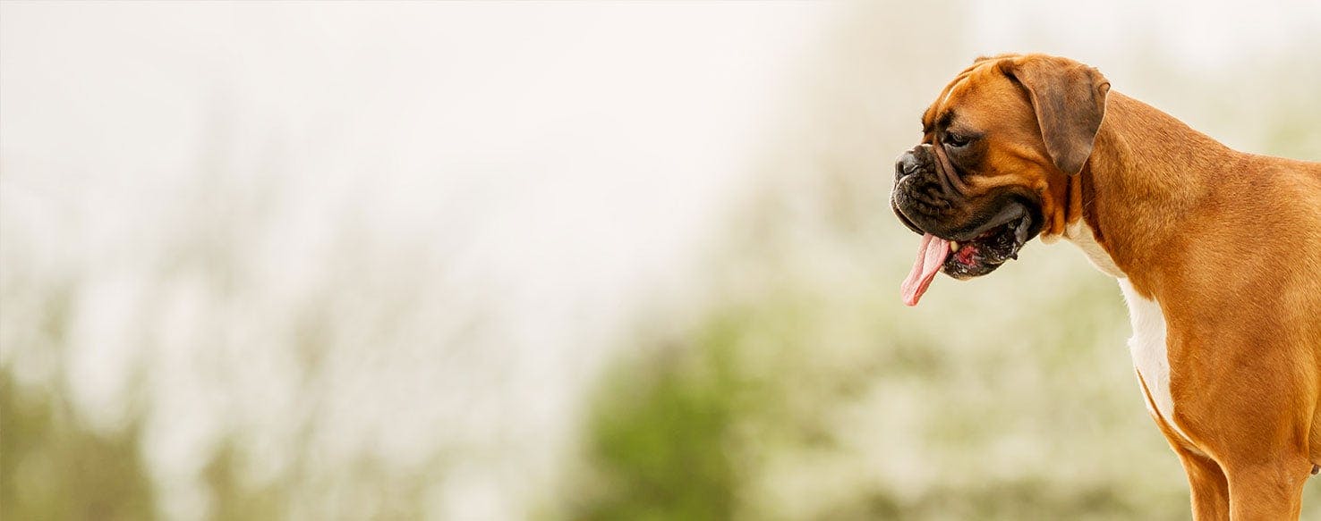 Why Do Boxer Dogs Lick The Air Wag