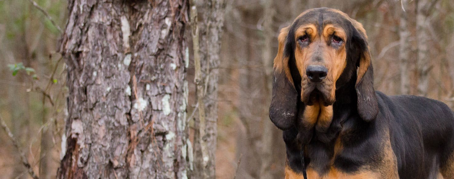 Why Do Bloodhounds Stink