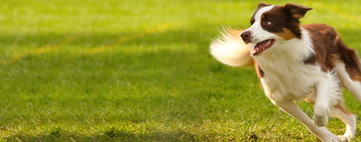 Running with store a border collie