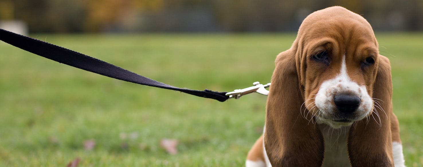 Why Do Basset Hounds Eat Grass