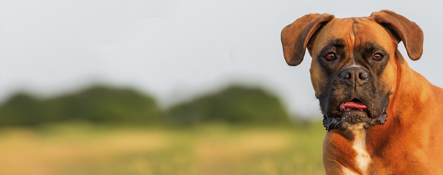 Why Do Boxer Dogs Grind Their Teeth