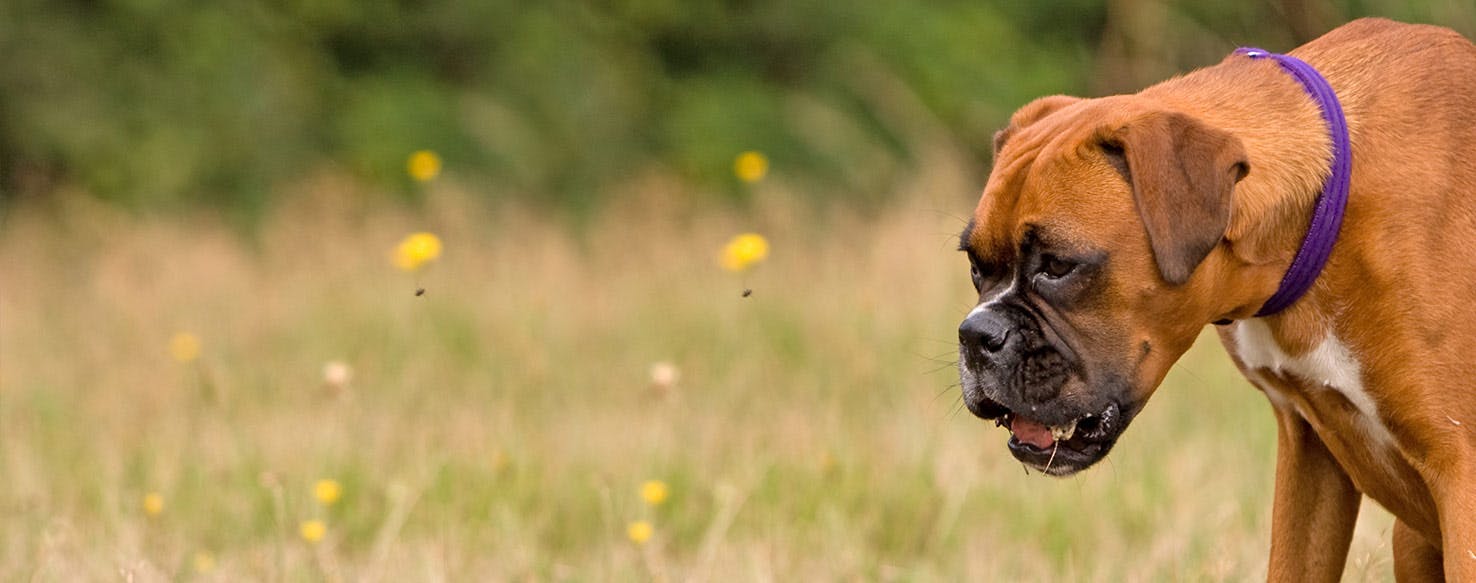Why Do Boxer Dogs Stink