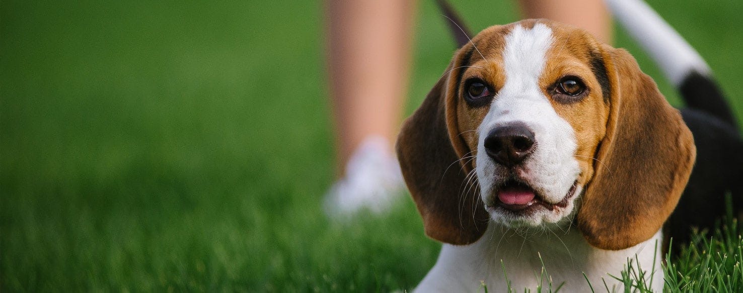 are beagles naturally food motivated