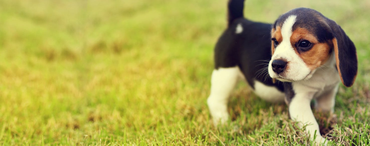 Why Do Beagles Chew Their Feet