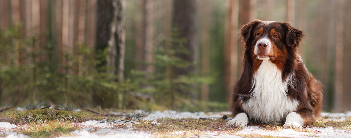 Why Do Australian Shepherds Like To Dig