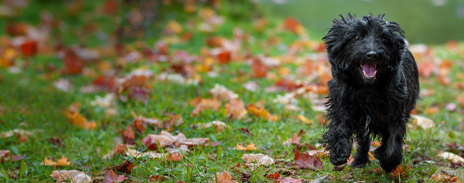 do terriers bark